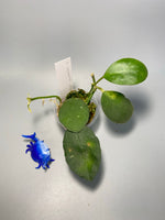Hoya waymaniae round leaf - active growth