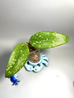 Hoya sp vietnam ah001 - unrooted