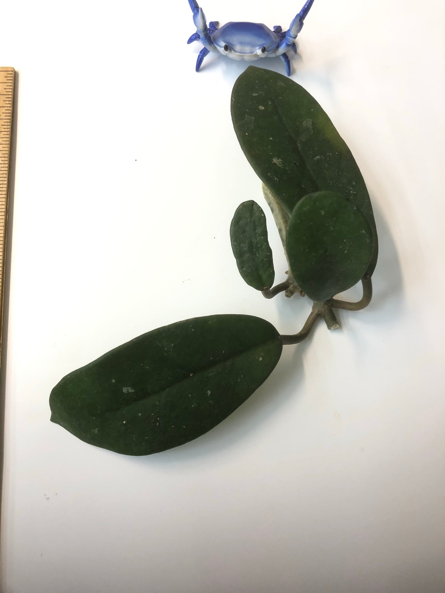 Hoya diversifolia crassipes