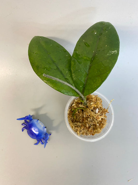 Hoya sp doi tung - unrooted