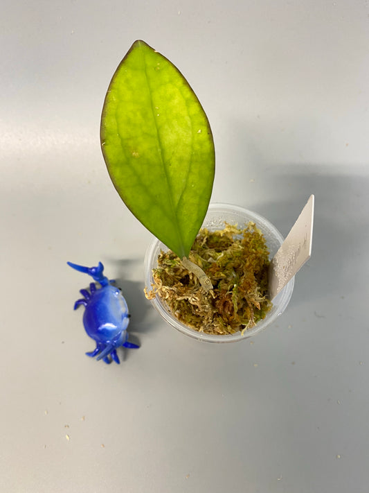 Hoya MB 1497 - (erythrina x MB 1141) - has some roots