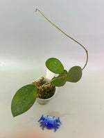 Hoya erythrostemma - big pink - active growth