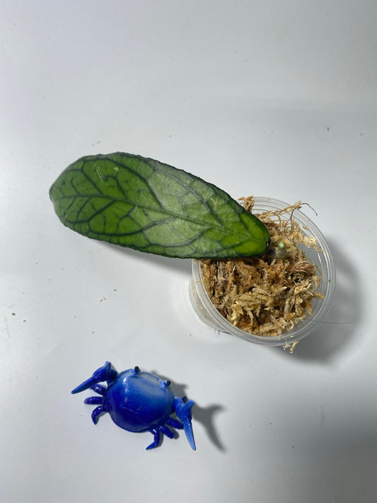 Hoya tanggamus - Unrooted