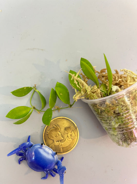 Hoya picta - has some roots