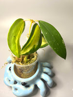 Hoya acuta variegata inner - unrooted