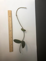 Hoya diversifolia crassipes - unrooted