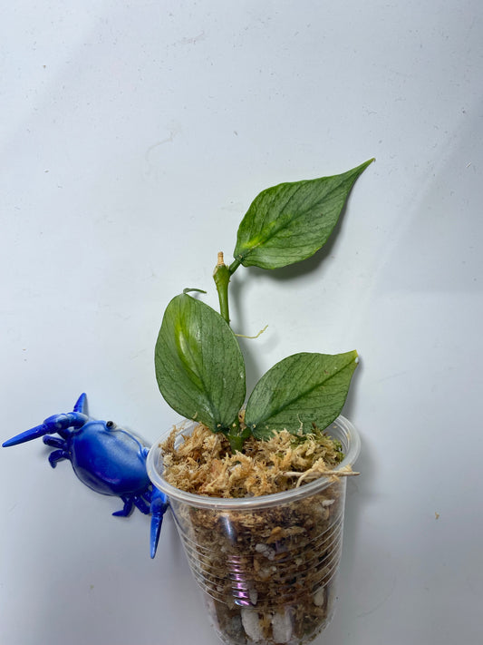 Hoya polyneura broget - unrooted