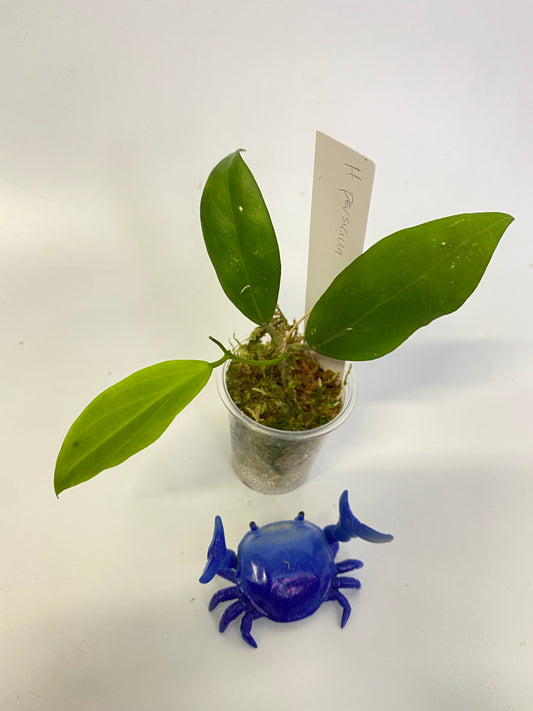 Hoya persicina - active growth