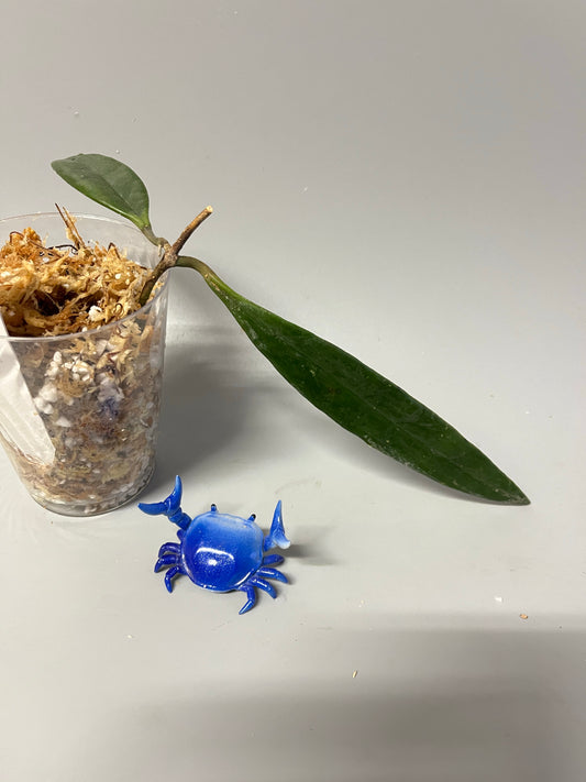 Hoya sulawesiana - Unrooted