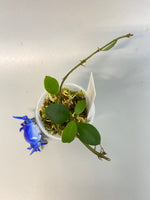 Hoya sipitangensis - active growth