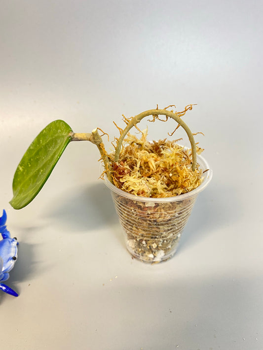 Hoya Hanhiae pink - unrooted