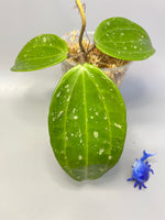 Hoya rangae huge leaf - has some roots