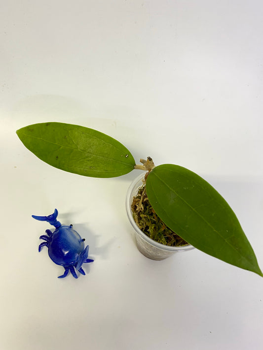 Hoya sp sarawak gps 10073 - just starting to root. (Not Borneo)