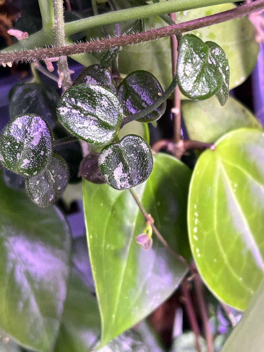 Hoya serpens splash -  fresh cut - 3+ nodes - Unrooted
