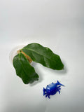 Hoya danumensis - unrooted
