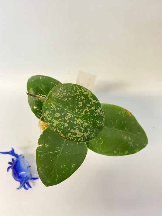 Hoya parasitica splash - active growth