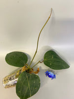 Reserved for Kat - Hoya Latifolia and heuschkeliana var cutting  - has growth point.