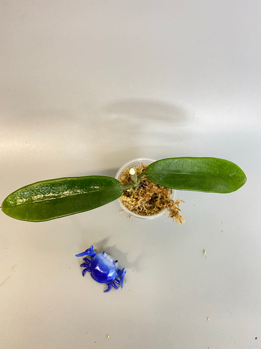 Hoya meliflua - Unrooted