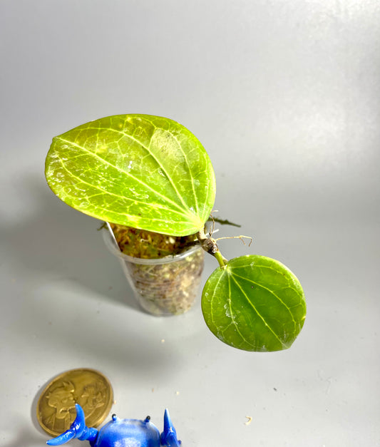 Hoya Hellwigiana - growth point forming