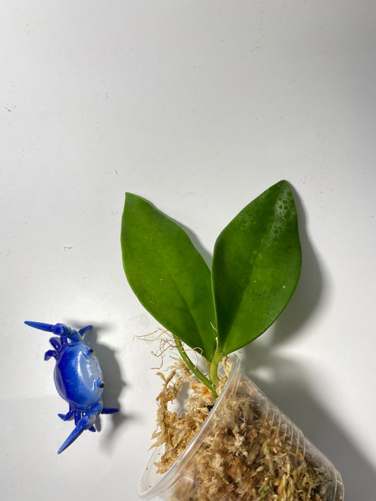 Hoya elliptica Philippines - Unrooted