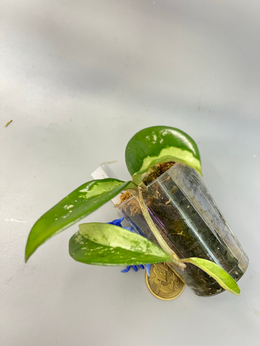 Hoya AH-074 silver clone- has some roots