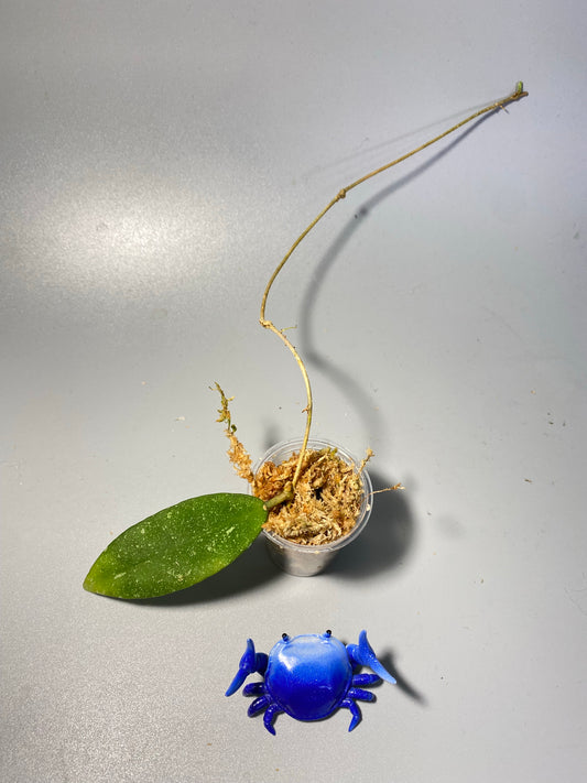 Hoya scortechinii pink UT001- free addon