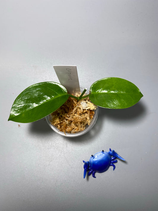 Hoya cv pinkie (australis x subcalva) - Unrooted