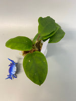 Hoya cardiophylla - rooted