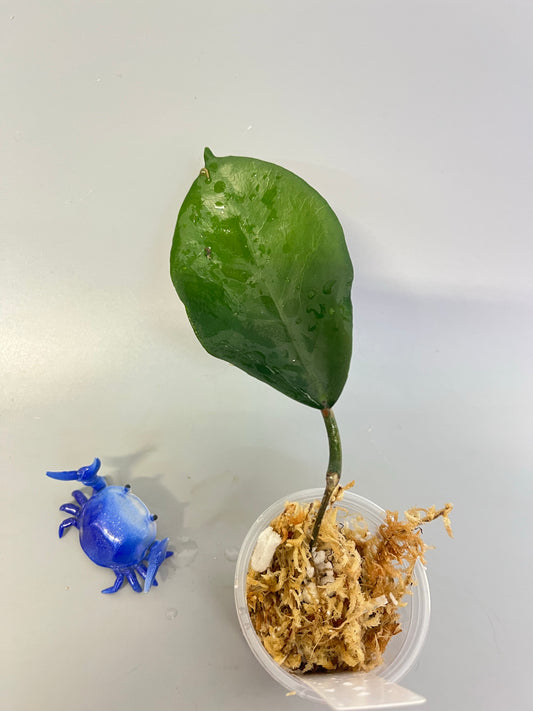 Hoya megalaster - Unrooted