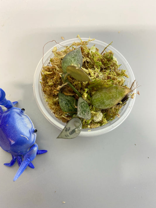 Hoya super silver krohniana (eskimo) - starting to root