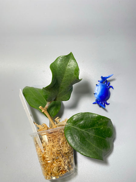 Hoya surigaoensis - unrooted