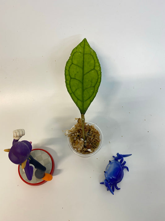 Hoya finlaysonii Big leaf - starting to root