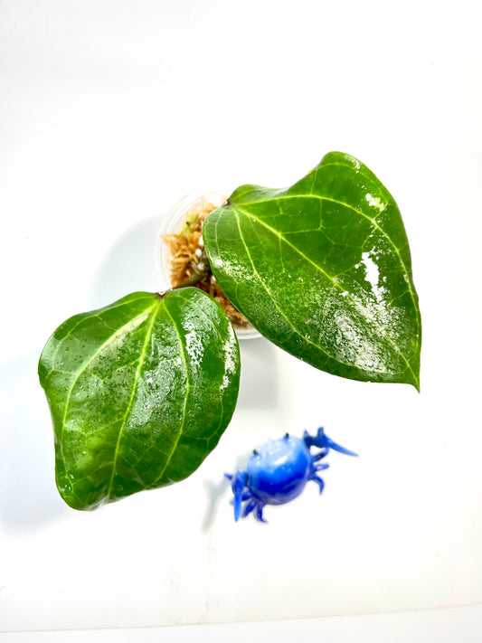 Hoya Latifolia - starting to root