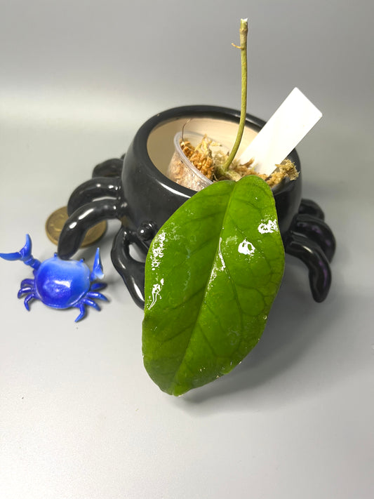 Hoya ah032 - Unrooted