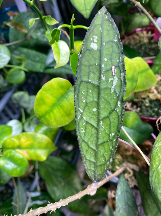 Hoya clemensorium - Unrooted
