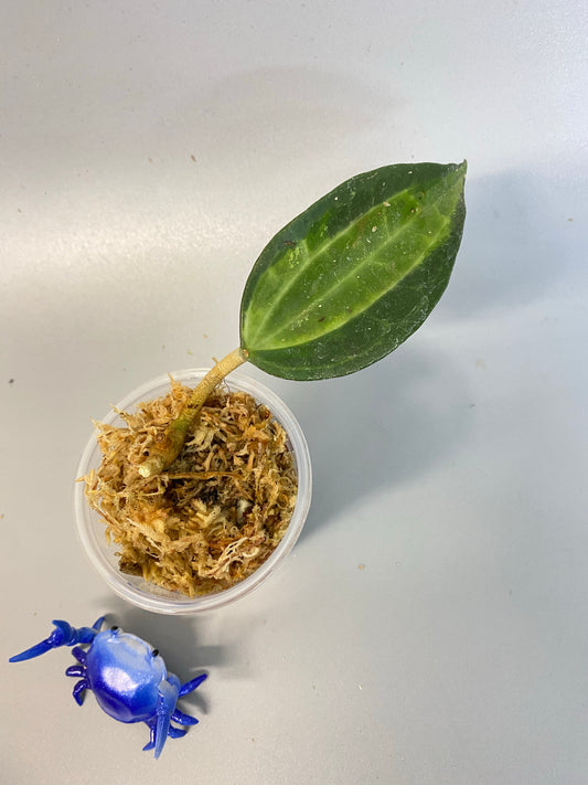 Hoya macrophylla pot of gold - has some roots