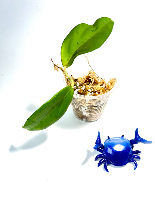 Hoya cutis-porcelana - unrooted