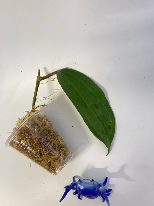 Hoya clandestina pink - starting to root