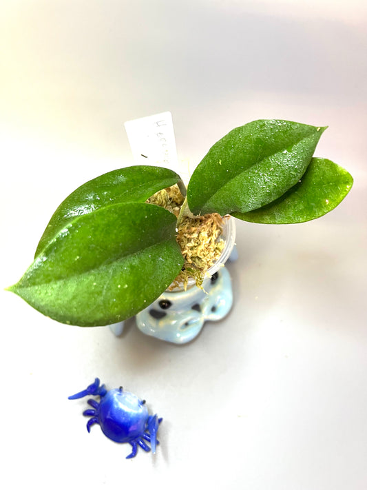 Hoya epc 1016 hybrid (incrassata x acuta) - active growth