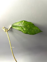 Hoya sp bahoi - fresh cut - Unrooted