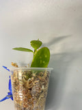 Hoya collina with active growth.