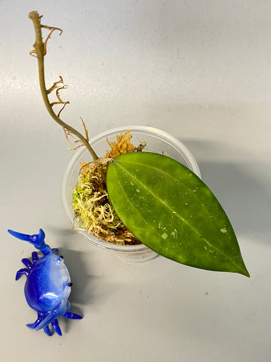 Hoya Hanhiae pink - has some roots