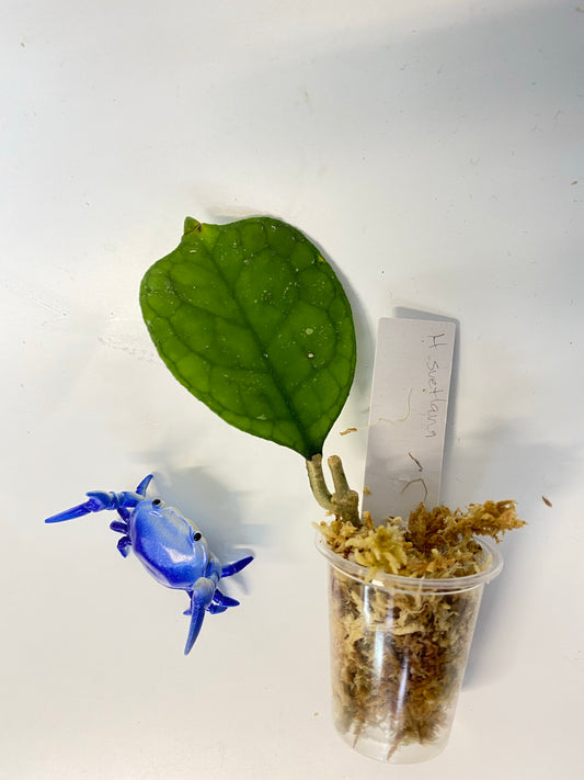 Hoya svetlana - unrooted