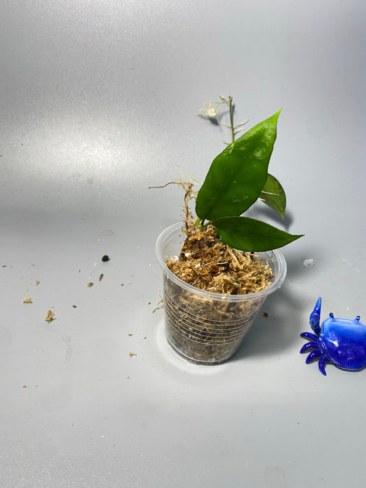 Hoya caudata hooker - unrooted