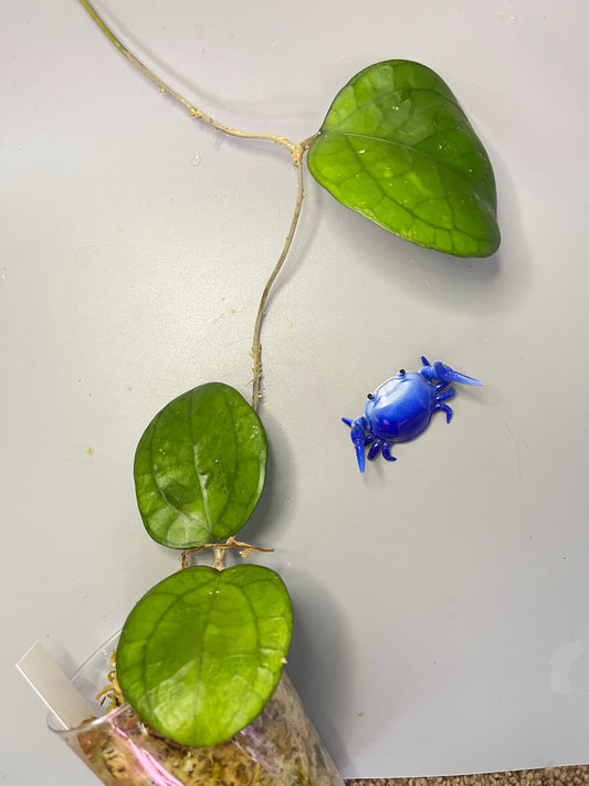 Hoya cv Ricardo - fresh cut - 1 node - Unrooted