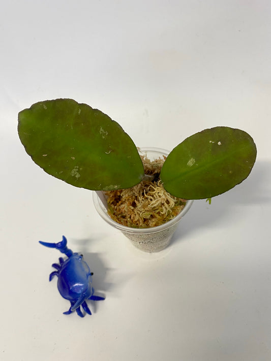 Hoya waymaniae borneo - active growth