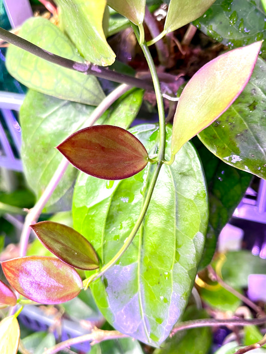 Hoya inconspicua - fresh cutting 2 nodes - Unrooted