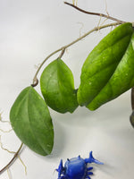 Hoya epc 1015 -  fresh cut - 1 leaf / 1 node - unrooted