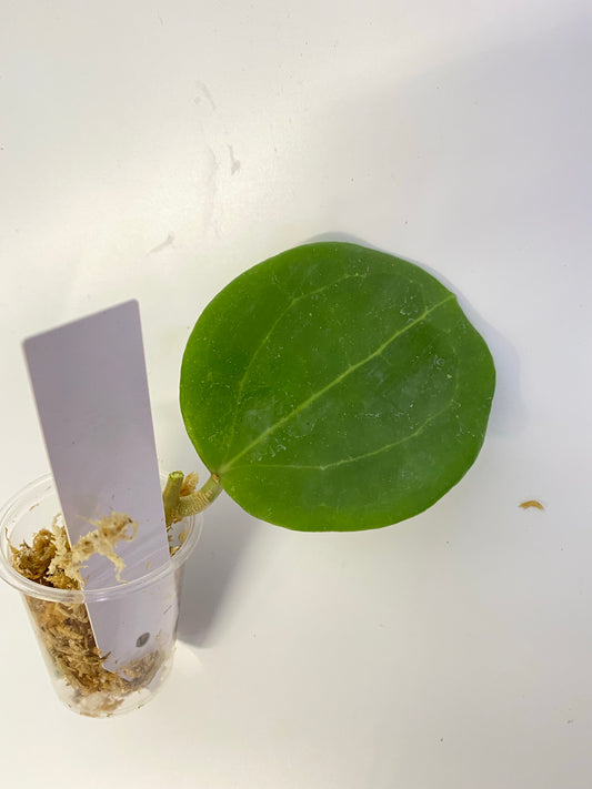 Hoya BP03 - Unrooted