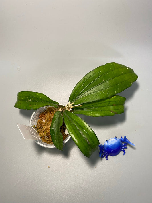 Hoya erythrina - starting to root